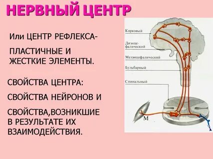 Нервный центр физиология
