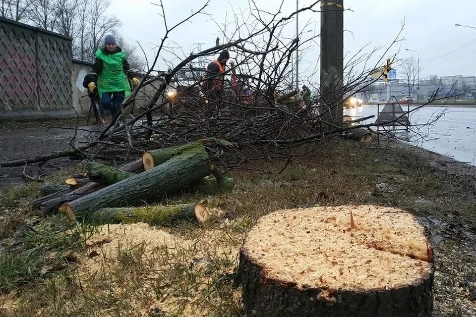 Придомовая вырубка деревьев. Графиоз вязов. санитарная вырубка деревьев. голландская болезнь деревьев. вырубка лесов в санкт петербурге.