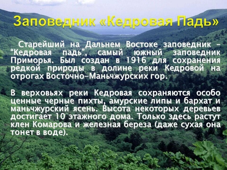 Заповедник Кедровая Падь Приморский край. Растительный мир заповедника Кедровая Падь. Заповедник Кедровая Падь сообщение. Сообщение о заповеднике Приморского края Кедровая Падь.