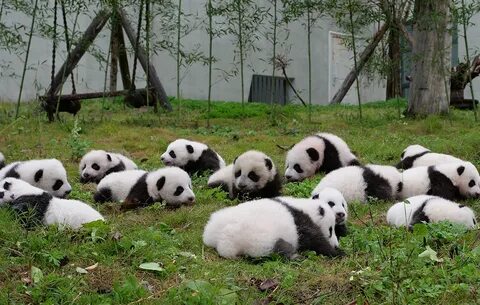 Pandas объединить