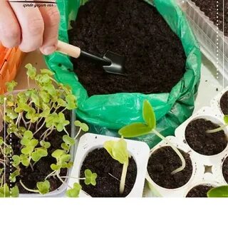 Nane Fidesi Çeşitleri (3lü Ambalaj) ⋆ Fide Sepeti