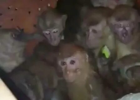 Обезьяна сейчас