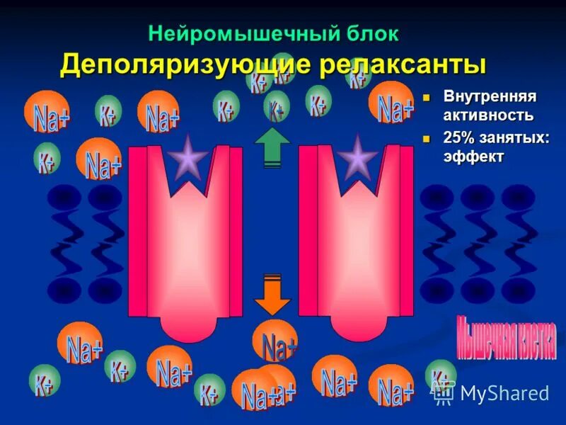 Внутренняя активность. Деполяризующие миорелаксанты. Деполяризующие миорелаксанты механизм. Механизм действия деполяризующих миорелаксантов. Нейромышечный блок это.