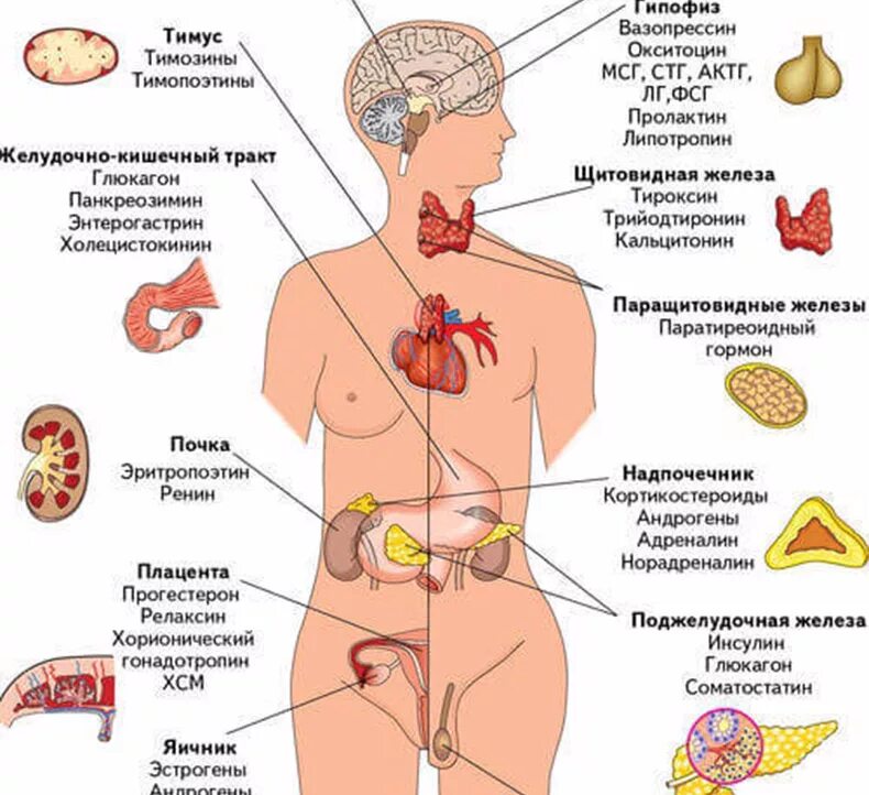 Эндокринология гормоны. Эндокринная система железы внутренней секреции схема. Гормональная и эндокринная система схема. Органы из которых состоит эндокринная система и функции. Железы внутренней секреции выделяемые гормоны функции.