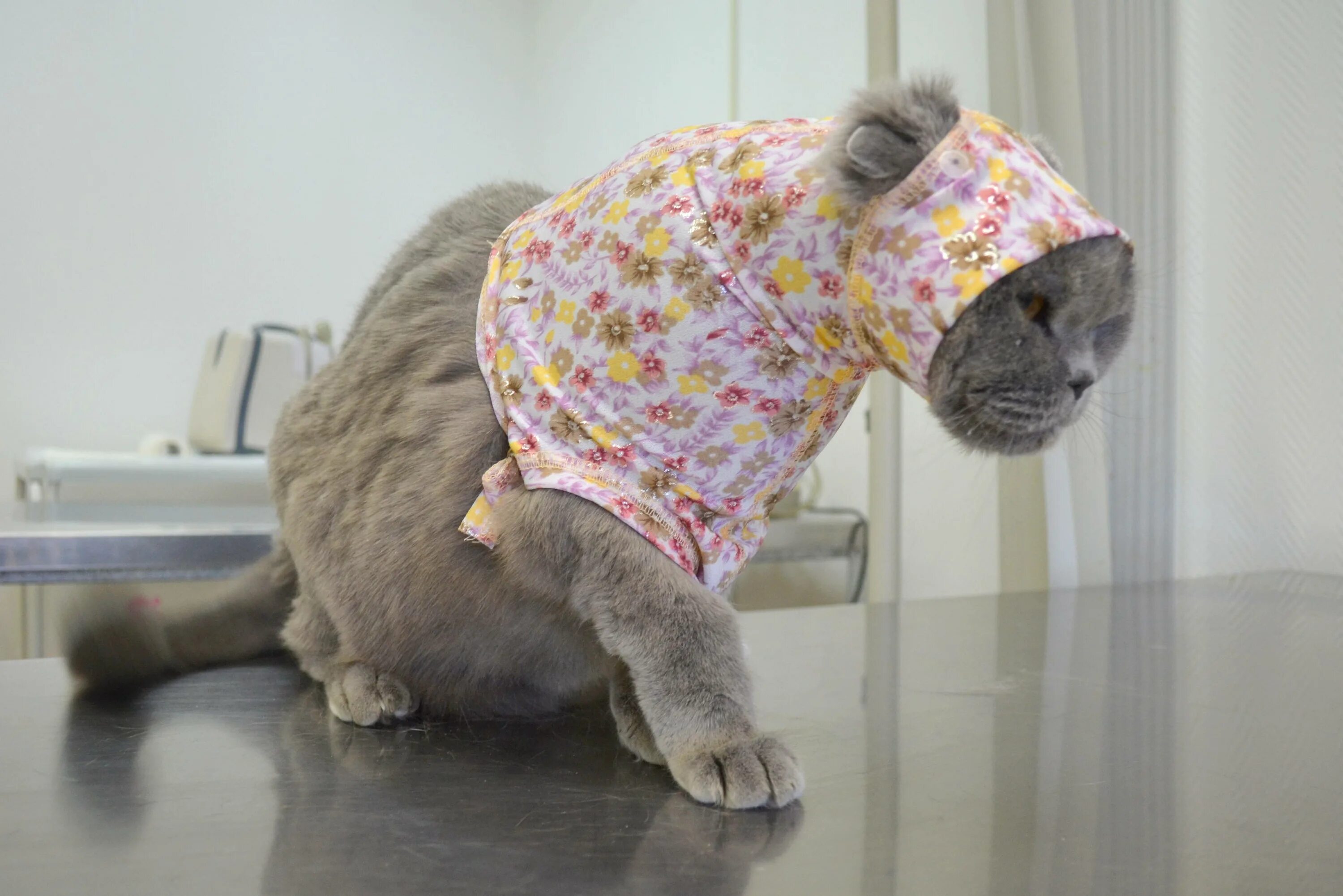 Кошке после операции одевают. Попона для кошки. Послеоперационная одежда для кошек. Бандаж попона для кошки. Попонка послеоперационная для кота.