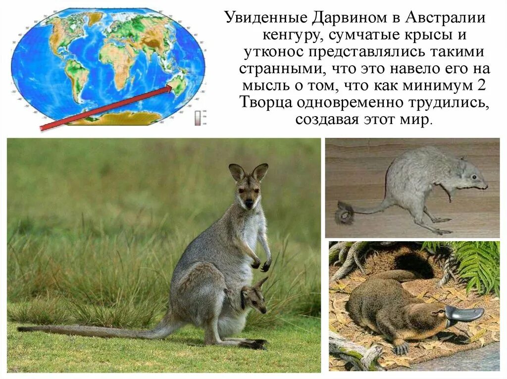 Почему яйцекладущие и сумчатые сохранились в основном. Кенгуровые крысы (сумчатые). кенгуру и утконосы австралия. среда обитания сумчатых. сумчатые и яйцекладущие.