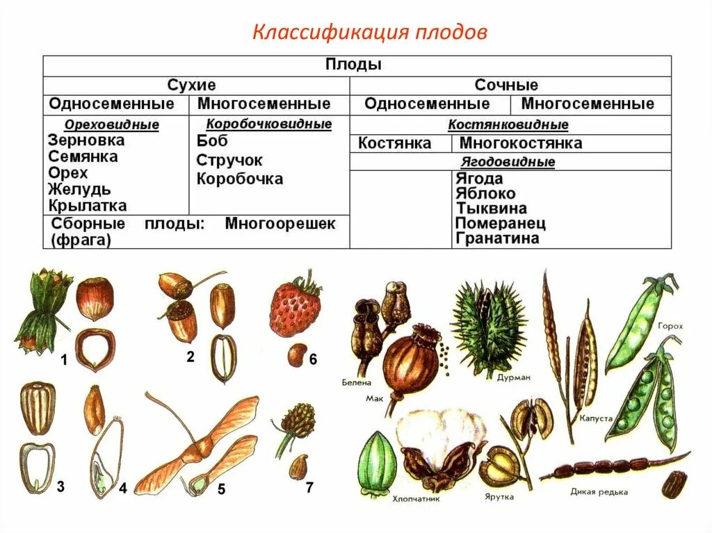 Как отличить плод. Классификация плодов Зерновка. Классификация плодов покрытосеменных растений. Плоды биология классификация плодов. Типы семян растений таблица.