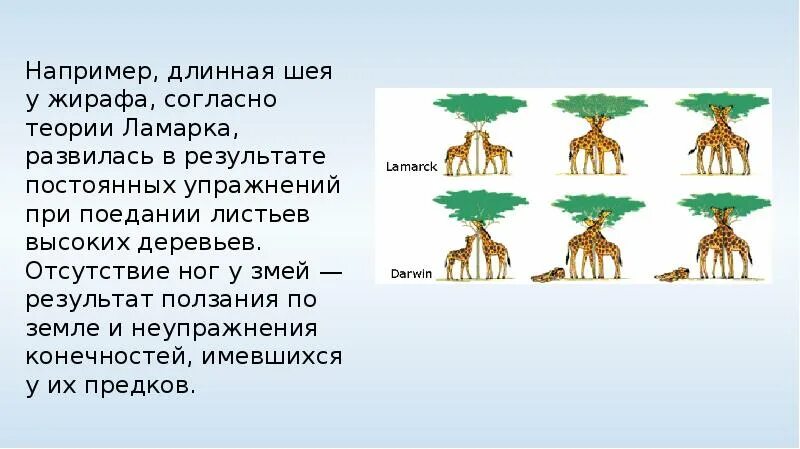 Что по ламарку является причиной появления длинной. Формирование длинной шеи у жирафа. Длинная шея у жирафа по Дарвину. Длинная шея у жирафа по Ламарку. Объясните возникновение длинной шеи у жирафа Дарвин.