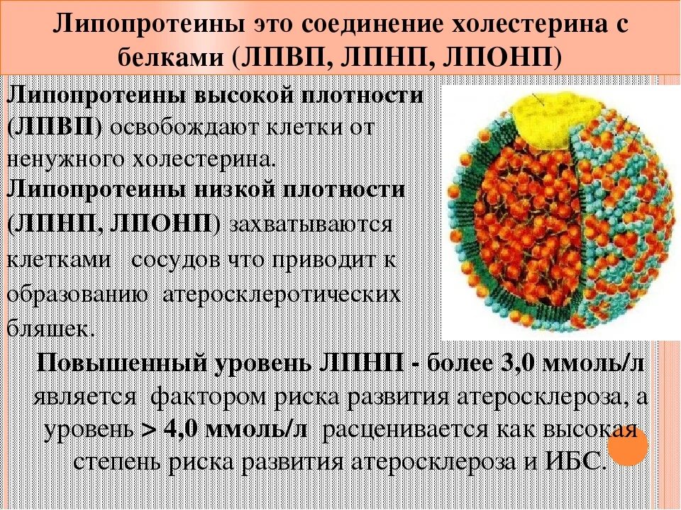 Холестерин лпнп повышен причины у мужчин. Липопротеиды высокой и низкой плотности. Липопротеины высокой плотности. Липопротеины низкой и высокой плотности. Холестерин и липопротеиды высокой и низкой плотности.