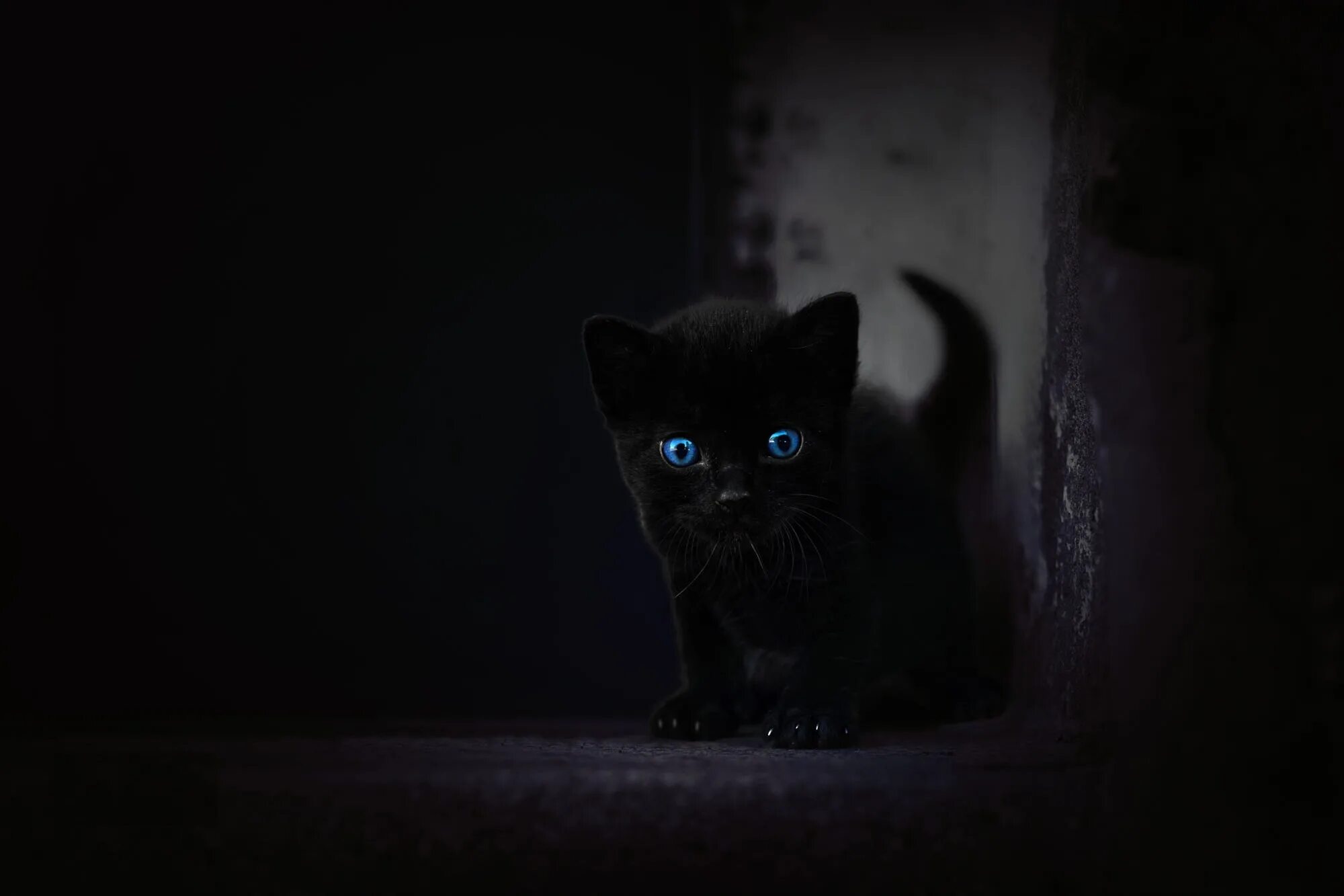 Котенок котэ в темноте. Кот в темноте. кошка в темноте. черный кот в темноте. черная кошка в темноте.
