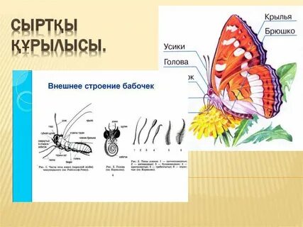 Үлкен сиськи порно секс