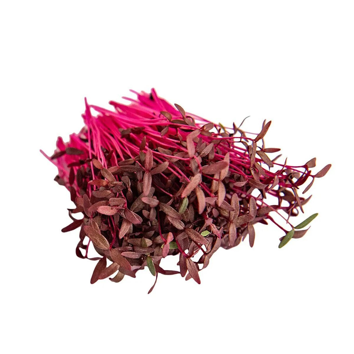 Амарант микрозелень. Амарант зеленый микрозелень. Микрозелень амарант. Амарант микрозелень семена. Микрозелень амарант.