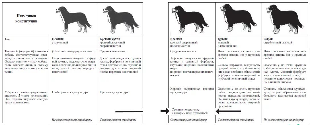 Типы Конституции у собак. Основные типы Конституции собак. Типы сложения собак. Сухой Тип Конституции собак породы. Стандарты шерсти