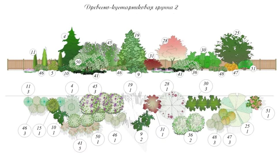 Расстояние хвойная. Миксбордер из деревьев и кустарников схема. Схема посадки древесно кустарниковых растений. Миксбордер из хвойных и кустарников схемы. Миксбордер из хвойных и кустарников схемы вдоль забора.