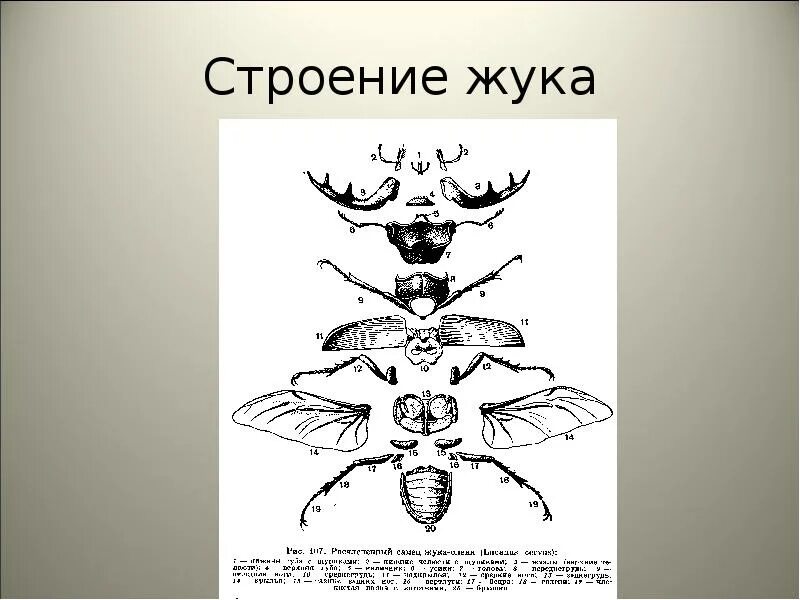 Подсемейство Aphodiinae. 1. Морфология: 1.1. Жуки