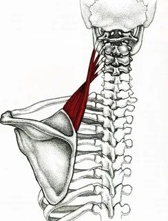 Мышца поднимающая лопатку