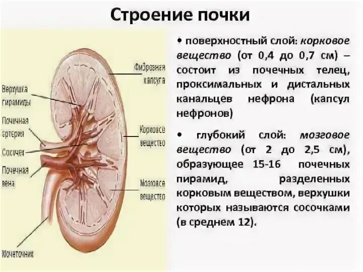 Строение почек их функции. Строение почек их функции