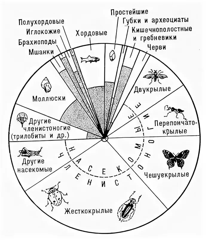 Общее количество видов животных. Количество видов животных. каково общее количество известных науке видов животных.