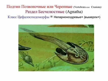 Хордово черепные