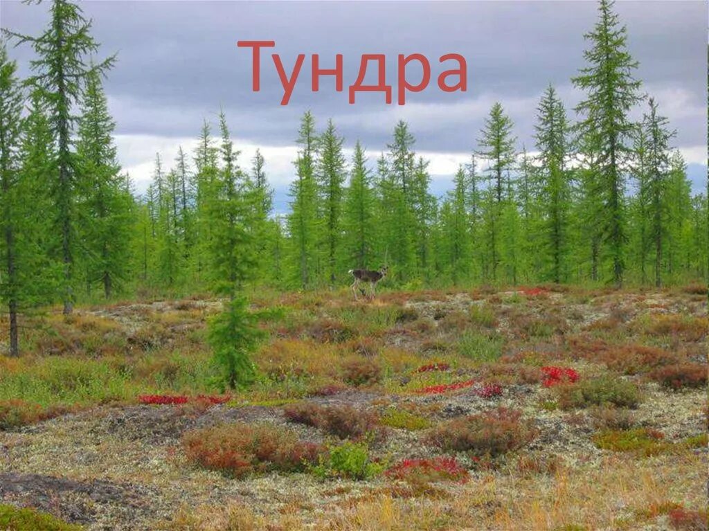 Лесные зоны тундра