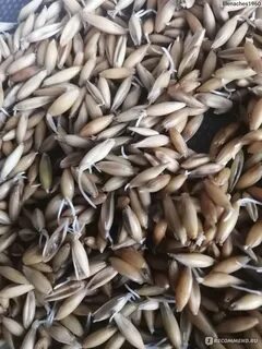 Неочищенный овес для печени