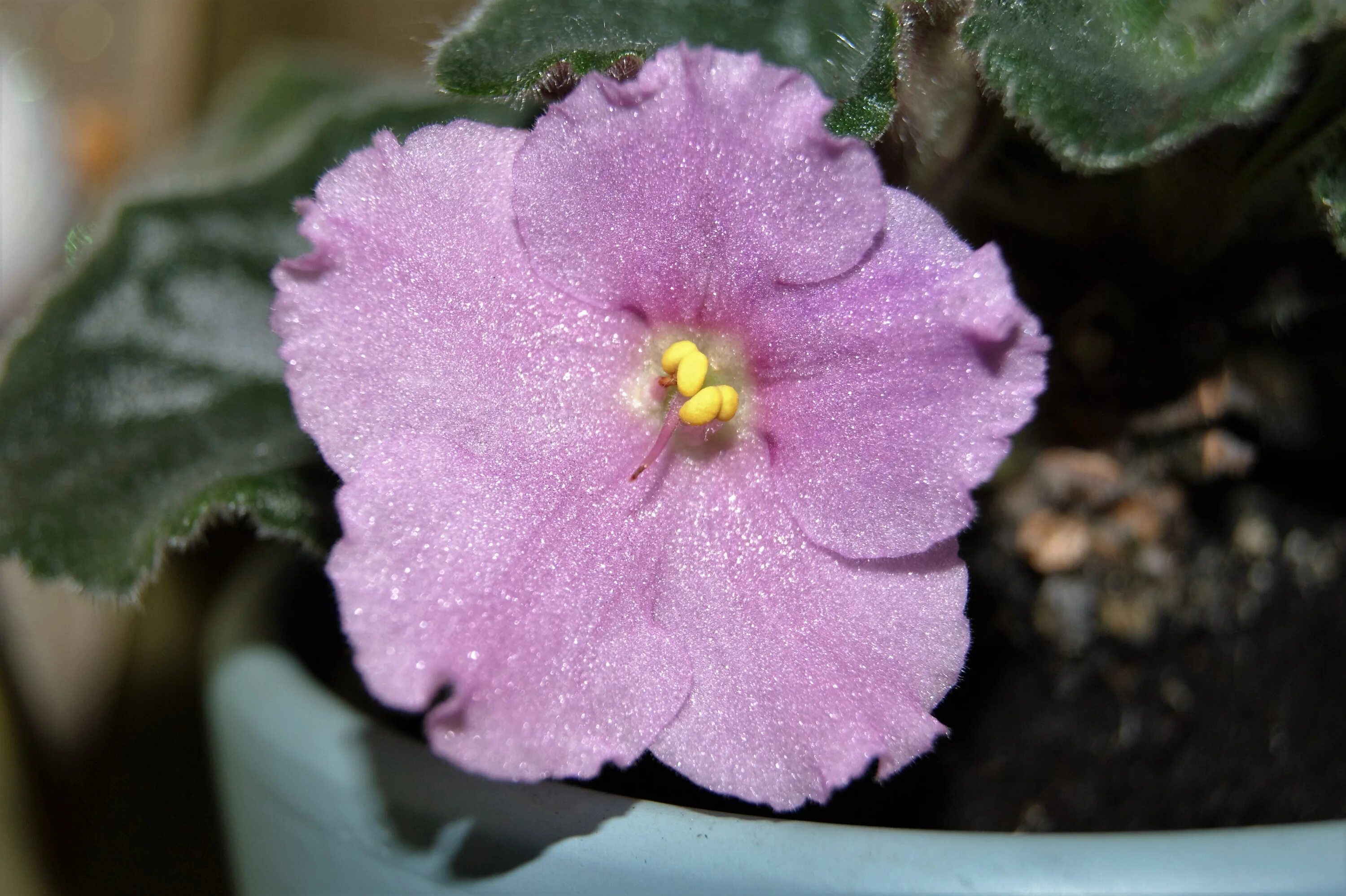 Фиалка блэк ухуру. Фиалка блэк делайт. Фиалка african violet. Фиалка жоффрей. Фиалка ривермист калипсо.