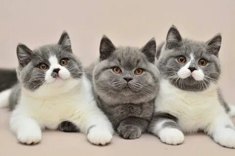 Британских котиков