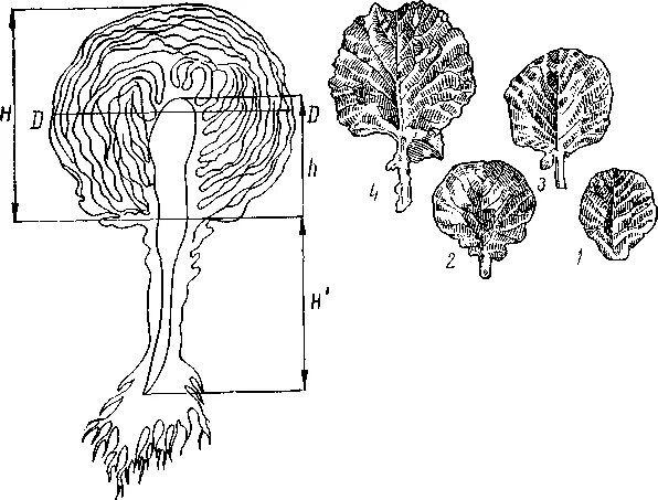 Корневая капуста. Корневая система капусты белокочанной. Капуста белокочанная строение корня. Строение белокочанной капусты. Строение белокочанной капусты схема.