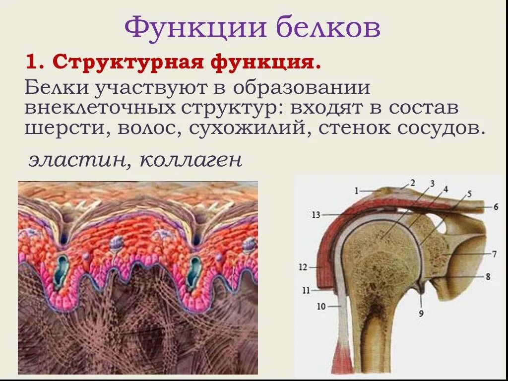 Структурная функция характеристика. Структурная функция характеристика. Структурная функция характеристика. Структурная функция характеристика. Классификация и функции белков.