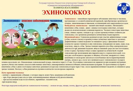 Эхинококк заражение