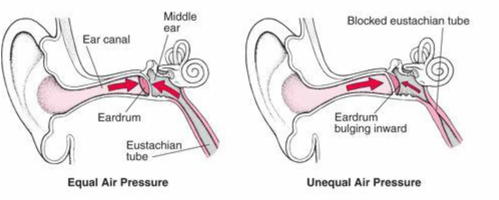 Давление в среднем ухе атмосферное. Евстахиева труба в ухе. Слуховая труба.