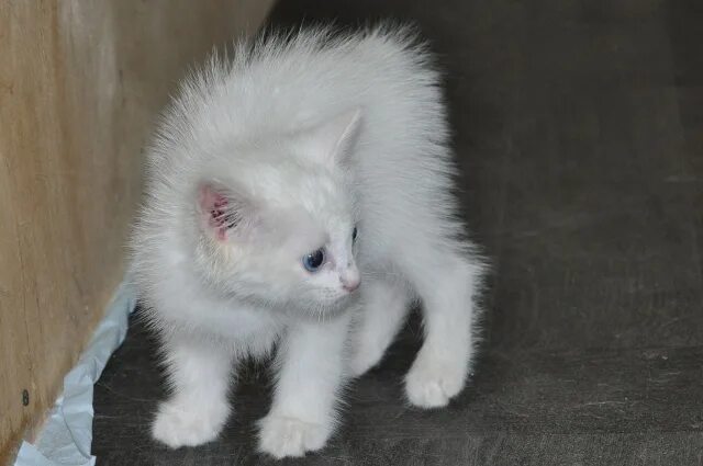 Белые котята фото. Видеть котенка белого. К чему снятся котята. К чему снится белый кот женщине. Новорожденные котята.