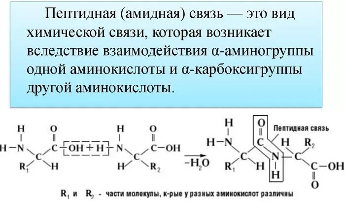 Образование пептидной связи происходит в. Пептидные связи: образование, строение, свойства.. Между аминокислотами возникает пептидная связь. Схема пептидной связи. Структура пептидной связи.