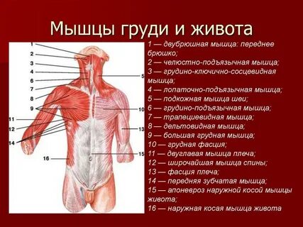 Перечислите мышцы туловища