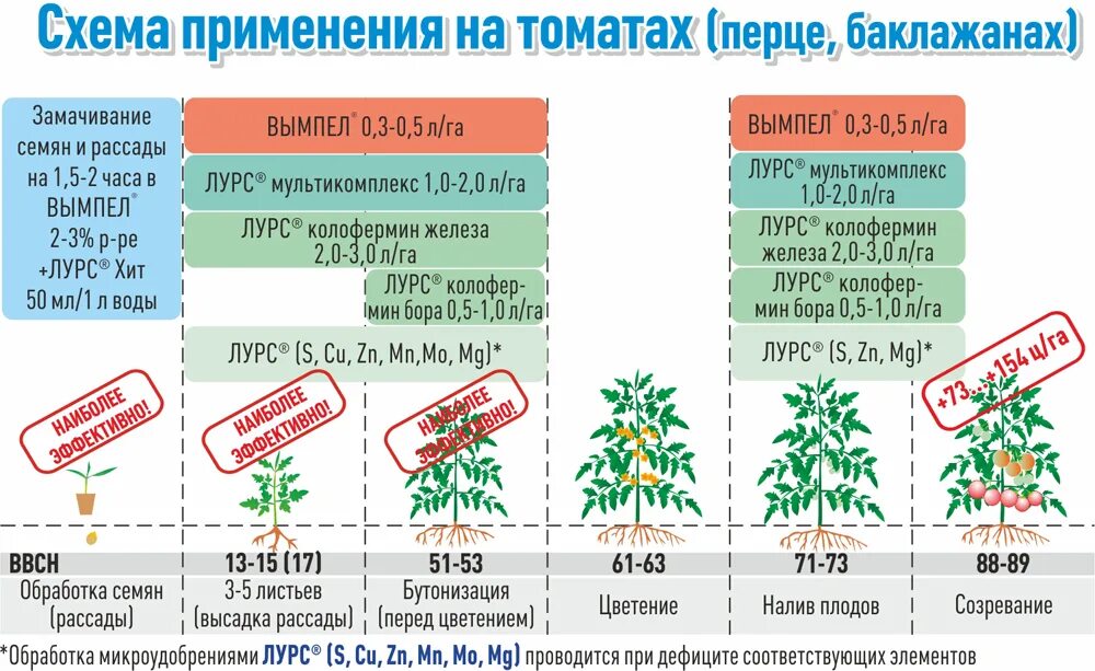 Чем подкормить помидоры после высадки в теплицу. Схема удобрения рассады томатов. Схема обработки томатов удобрениями. Схема удобрения для помидор в теплице. Подкормка для помидор схема подкормок.