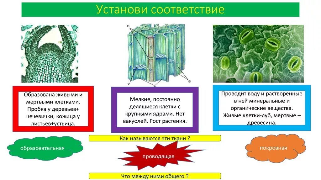 Образована живыми или мертвыми клетками. Что это образована живыми или мёртвыми клетками. Ткань образована живыми и мертвыми клетками. Основная ткань мертвые клетки. Ткань растений Проводящая воду.