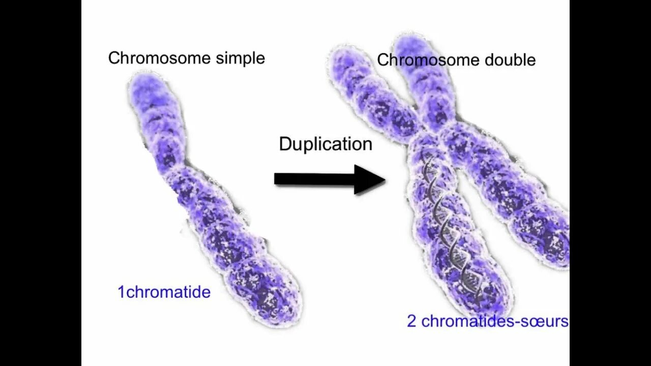 Однохроматидные хромосомы. Хромосома и хроматида. Удвоенные хромосомы. Строение хромосомы. Удвоение генов в хромосоме