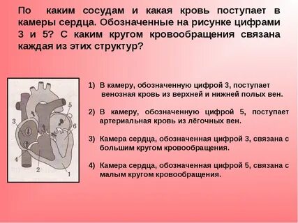 Камеры сердца и сосуды с артериальной кровью