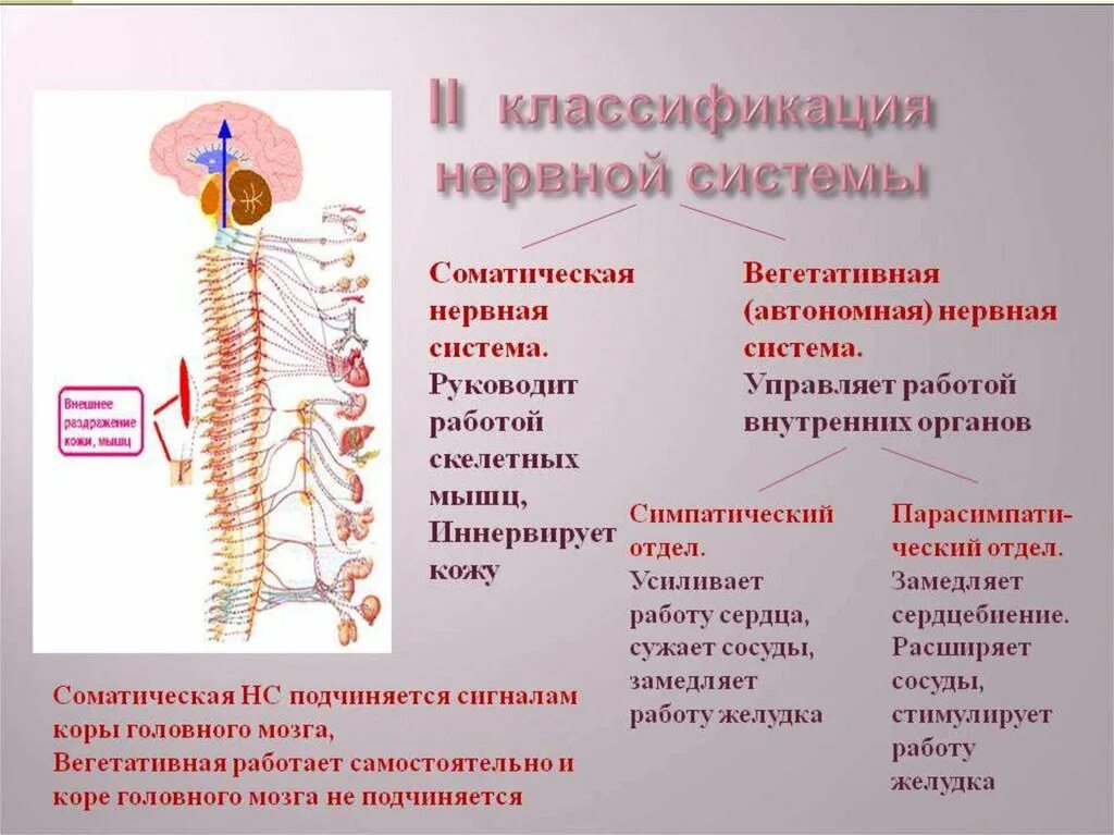 Соматическая нервная система. Соматическая неврна ясистема. Соматическая и вегетативная нервная система. Соматический и вегетативный отделы нервной системы.