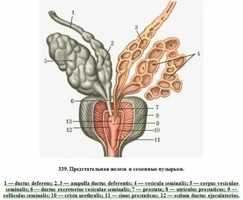 Ткани простаты. Семенные пузырьки анатомия строение. Семенной пузырек строение и топография. Предстательная железа у мужчин схема. Предстательная железа и семенные пузырьки строение.