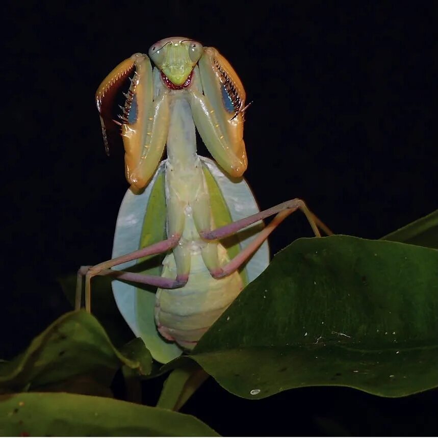 Богомол сфодромантис. Африканский древесный богомол. Sphodromantis Centralis. Африканский богомол Sphodromantis lineola. Живой богомол