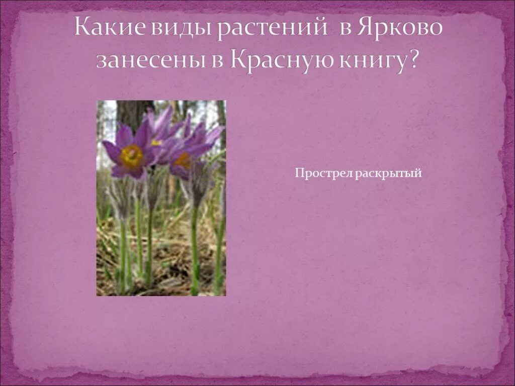 Как сделать красную книгу растений. Животные и растения из красной книги. растения из красной книги 2 класс. растения которые занесены в красную книгу россии. растения красной книги 4 класс.