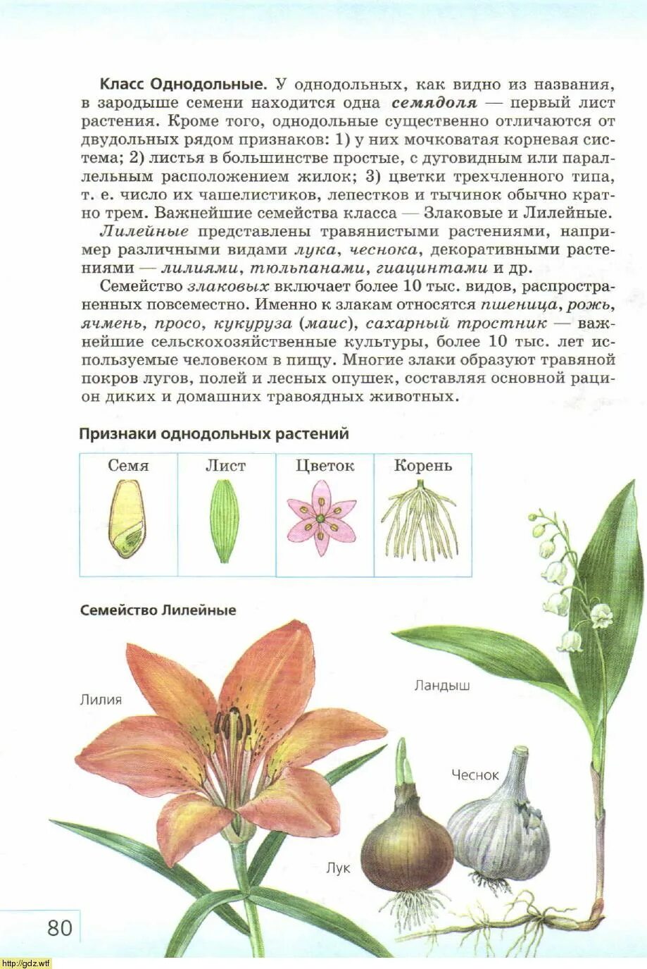 Ятрышник шлемоносный (orchis militaris). Однодольное растение орхидея. Орхидные однодольные. Однодольные растения орхидея. Однодольное растение орхидея.