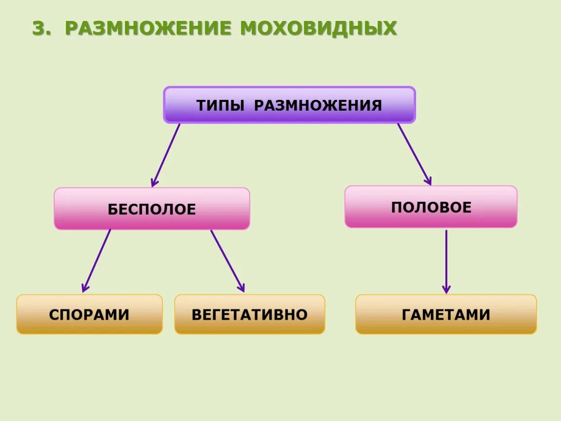 Назовите тип размножения