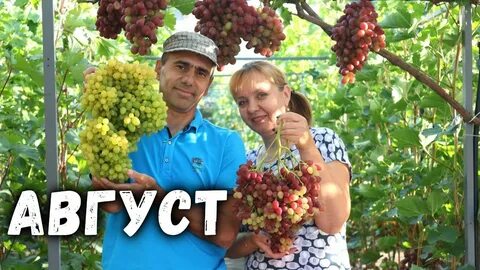 Алверцян виноград