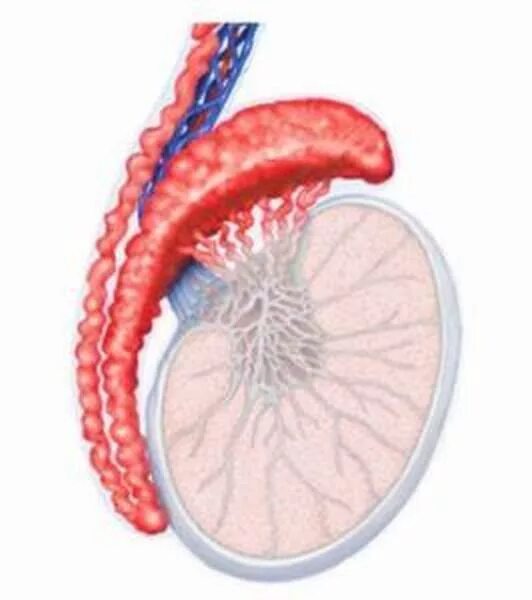 Эпидидимит у мужчин лечение антибиотики. Эпидидимит воспаление придатка. Схема лечения уретрита. Острый эпидидимит урология. Гонорейный эпидидимит.