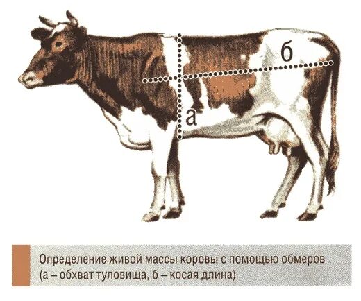 Живой вес теленка. Мерная лента для определения живого веса КРС. Лента для обмера живого веса КРС. Обмер коровы для определения веса. Лента для телят обмерка веса.