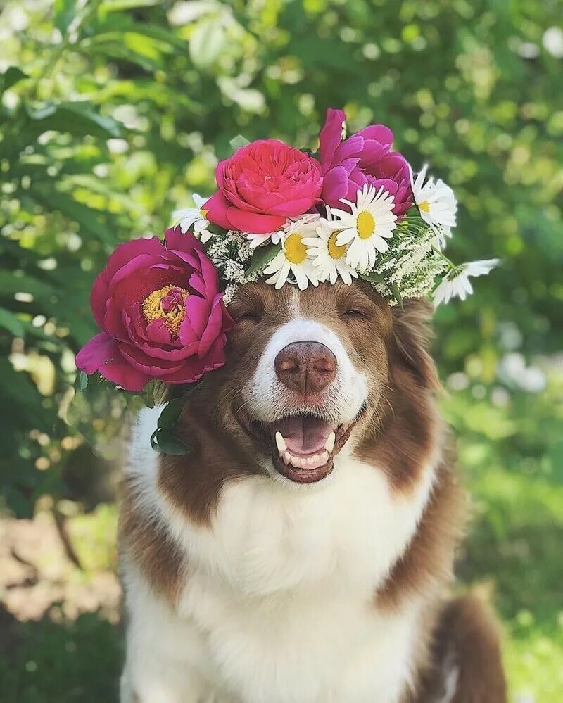 Букет ромашек открытка. Настроение. Солнечное утро одуванчики. Оригинальные хорошего настроения. Букет ромашек.