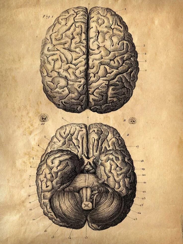 Brain old. Головной мозг. Изображение головного мозга. Мозг анатомия.