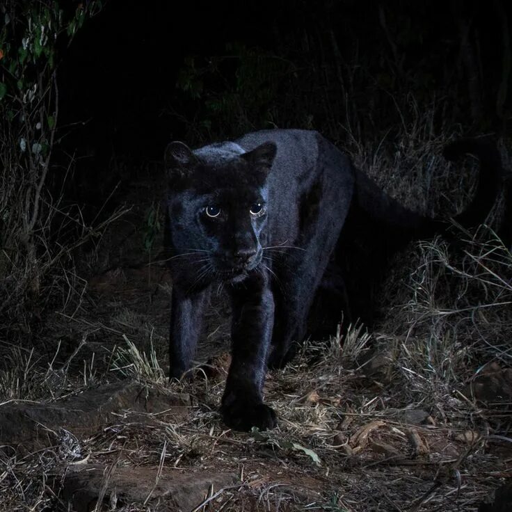 6 Extraordinary Animals Rarely Seen by Human Eyes (With images) Nocturnal animal